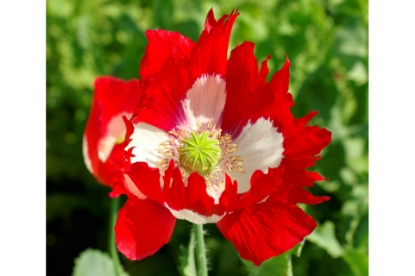 Picture of Papaver - Victoria Cross